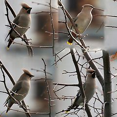 photo "Waxwings have arrived"