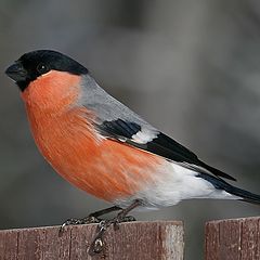 photo "Young bullfinch"