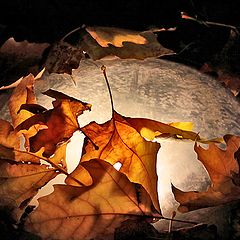 photo "The autumn pie"