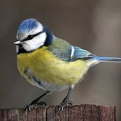 photo "Blue tit"