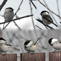 photo "Parus Montanus"