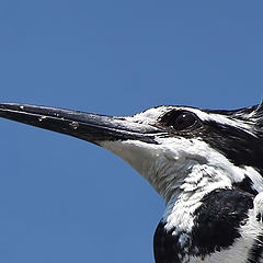 photo "King fisher 2"