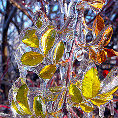 photo "Winter jewel"