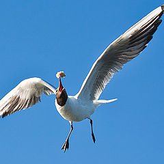 photo "The catch"