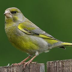 photo "Just greenfinch"