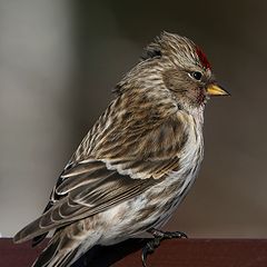 photo "Red cap (Redpoll)"