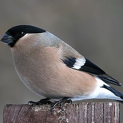 photo "Bullfinch (female) - 2"