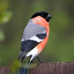 photo "Summer bullfinch"