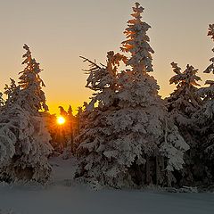 фото "Winter Sun"