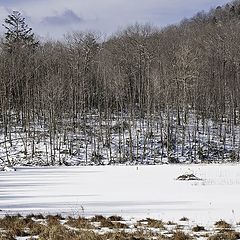 photo "Beaver's huts / Хатки бобров"