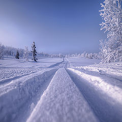 photo "Winterland"