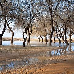 photo "Winter in the Desert"