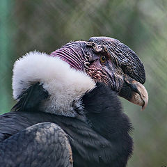 photo "condor"