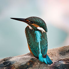 photo "King fisher 03"