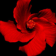 фото ""Hibiscus""