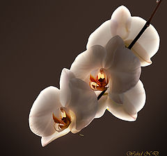 photo "Orchid magic"