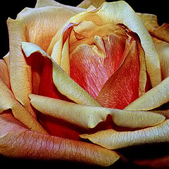 фото "A Rose..."