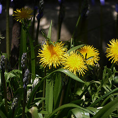 фото "Dandelions"