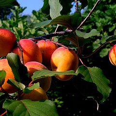 photo "Enjoy your apricots"