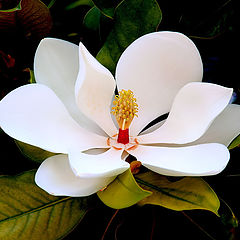 photo "Magnolia..."