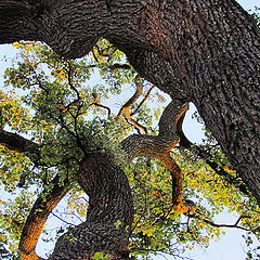 фото "дерево"