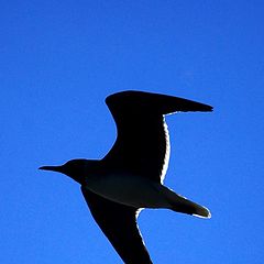 фото "Black and Blue"