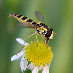 photo "Yellow summer"