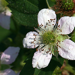 photo "BlackBerry blossom"