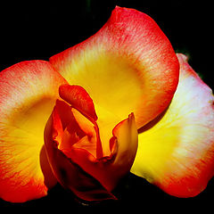 photo "Yellow and Red Rose..."