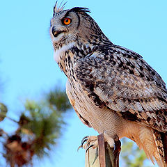 photo "The Eagle-Owl"