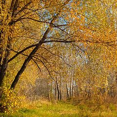 photo "Autumn colors"