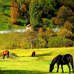 photo "Relaxation in nature"