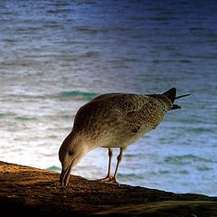 photo "Dinner at the end of the day"