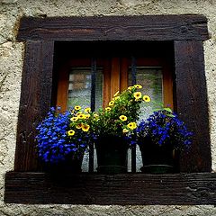 photo "Poetry flowers in window"