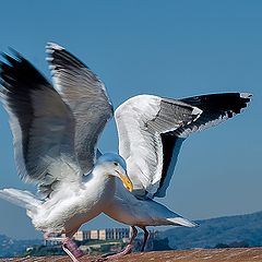 фото "Birds # 2 San Francisco Pier 41"