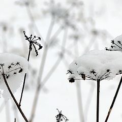 photo "First snow again"