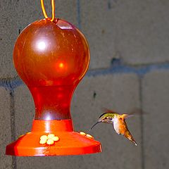 photo "Hummingbird 1"