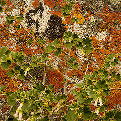 фото "Lichens behind currant"