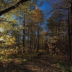 фото "Петергоф"