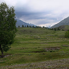 фото "Одинокая березка"