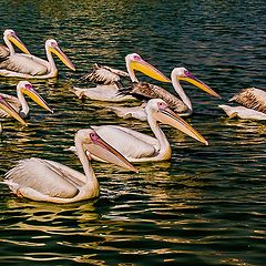 photo "Squade of Pelicans"