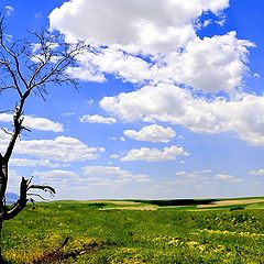 фото "Контраст жизни"