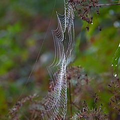 photo "Autumn tenderness ..."