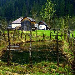 photo "Fresh green..."