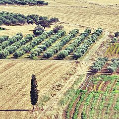 фото "Messara Plain. Crete."