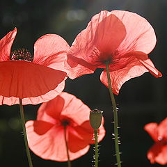 фото "poppies"