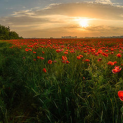 photo "Morning poppies,freedom"