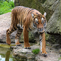 фото "Тигр 2"
