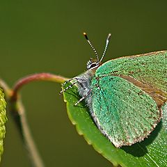 фото "Green Wing"