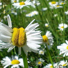 photo "Daisy Kiss"